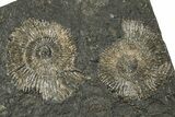 Fossil Ammonite Cluster - Posidonia Shale, Germany #358379-1